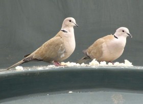 Птицы перед спариванием