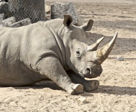 Непарнокопытное