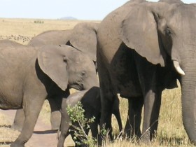 Движение животных