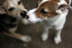 Защита животных