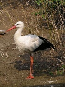 Болотная птица