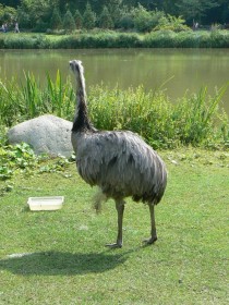 Обыкновенный нанду