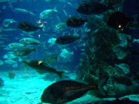 Морское дно