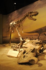 Кости динозавров