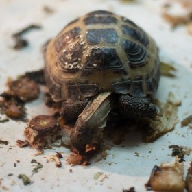 Средиземноморская черепаха
