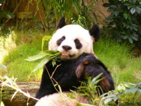 Гигантская панда