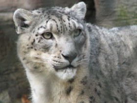 Снежный Барс