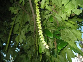 Лапина крылоплодная 