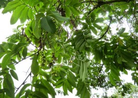 Лапина крылоподобная