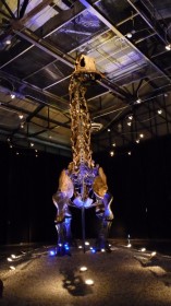 Камаразавр