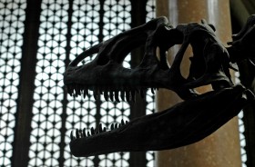 Окаменелость