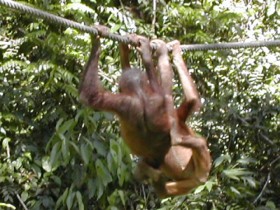 Вымирающие виды