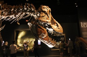 Окаменелости