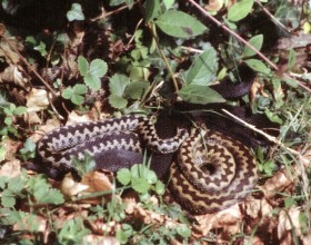 Обитатель суши