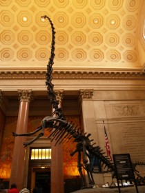 Музейные коллекции