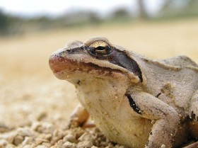 Земноводное