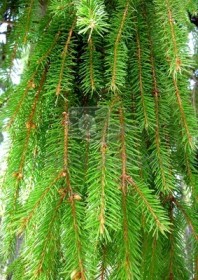 Проптеридофиты