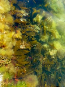 Бурые водоросли