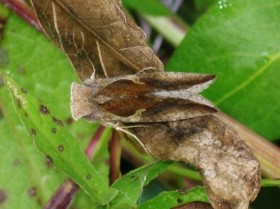 Беспозвоночное 