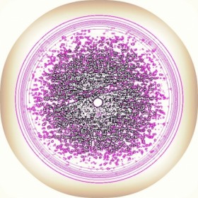 Одноклеточные животные