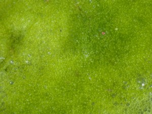 Зеленые водоросли – Chlorophyta