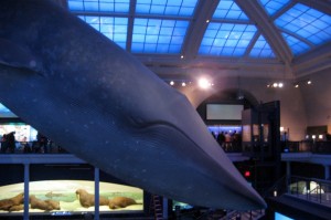 Американский музей естествознания