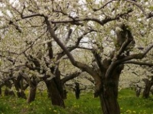 Покрытосеменные – Angiospermae