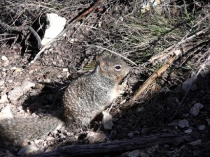 Обыкновенная белка — Sciurus vulgaris Linnaeus