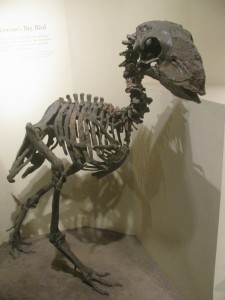 реконструкция скелета динозавра