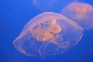 Кишечнополостные животные