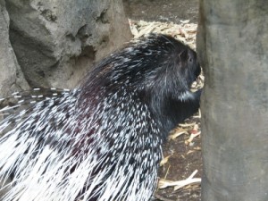 Род Дикобразы — Hystrix Linnaeus 