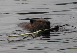 Евразийский речной бобр (Castor fiber Linnaeus)