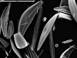 Диатомовые водоросли – Diatomeophyta