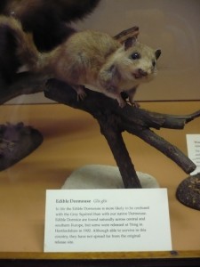 Род Лесная Соня 