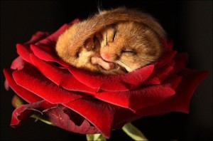 Семейство Сони