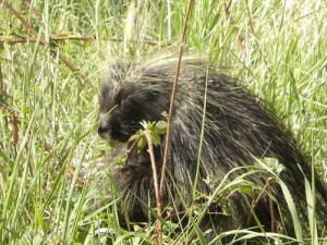 Семейство Дикобразы - Hystricidae