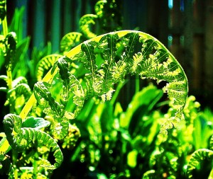 Отдел Папоротниковидные-Polypodiophyta