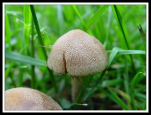 Грибы-Mykota Fungi