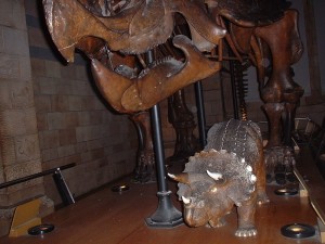 Редкие окаменелости