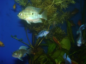 Низшие растения, или Водоросли