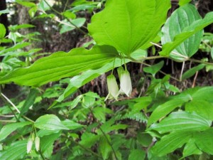 Царство Растений