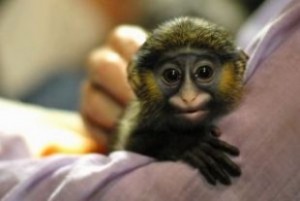 Млекопитающие