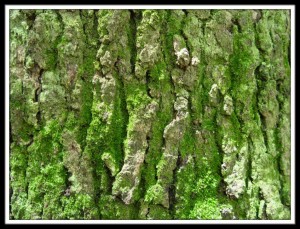 Отдел Моховидные — Bryophyta