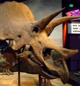 Формирование окаменелостей