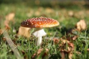 Царство грибы