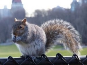 Род Белки — SCIURUS Linnaeus 