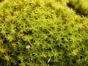 Отдел Псилотовидные-Psylotophyta