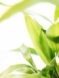 ВЫСШИЕ РАСТЕНИЯ – CORMOBIONTA