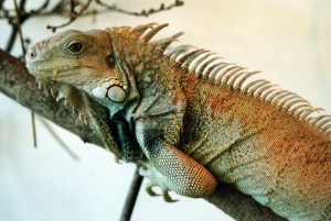 Пресмыкающиеся и рептилии