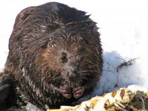 Семейство Бобры —CASTORIDAE